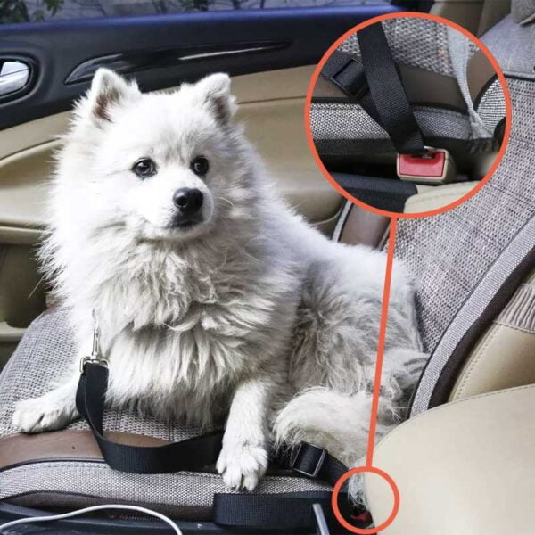 Kør sikkert med hunden - Praktisk sikkerhedssnor